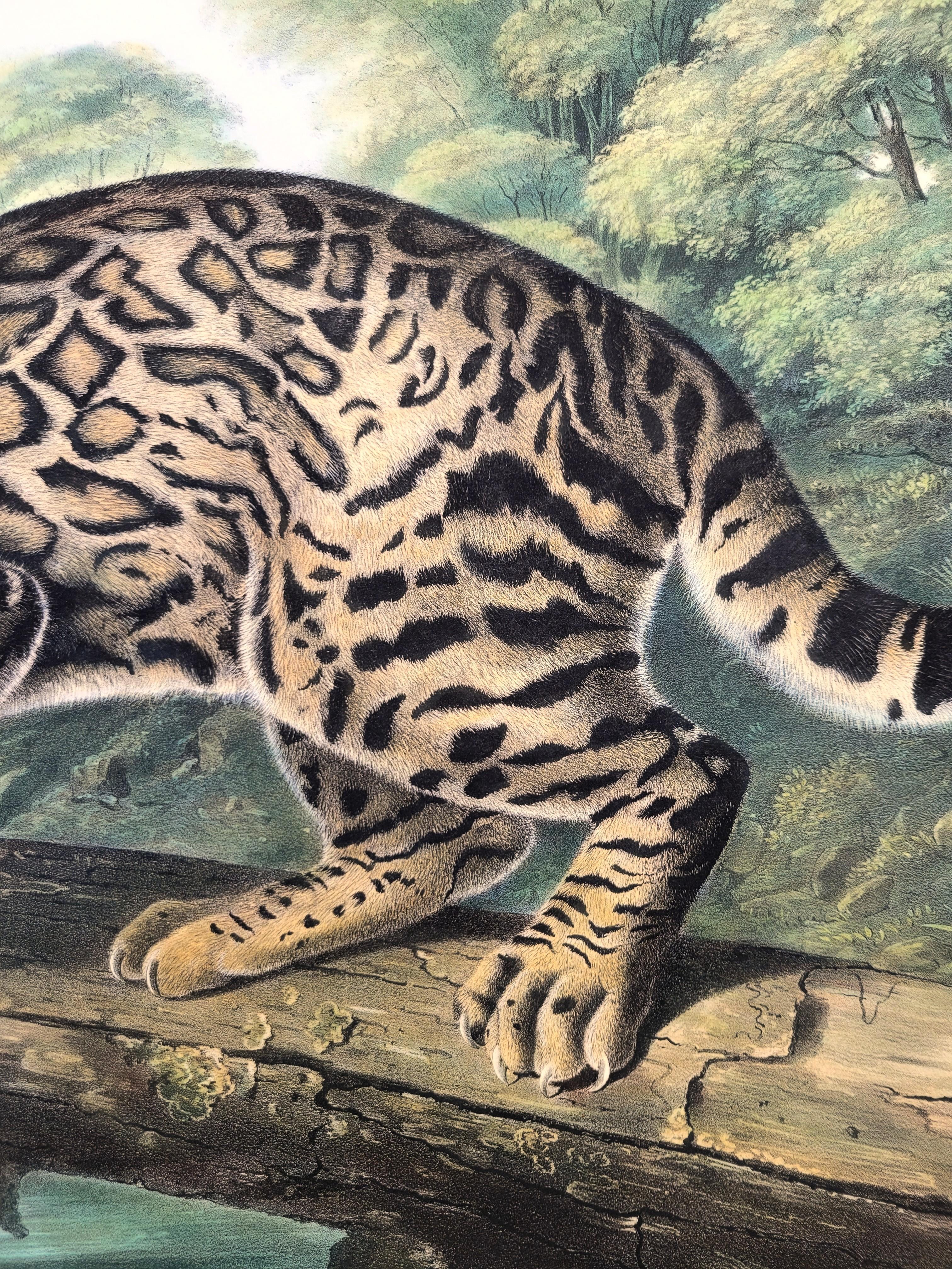 Ocelot, or Leopard-Cat /// John James Audubon Quadruped Big Wild Cat Animal Art en vente 13