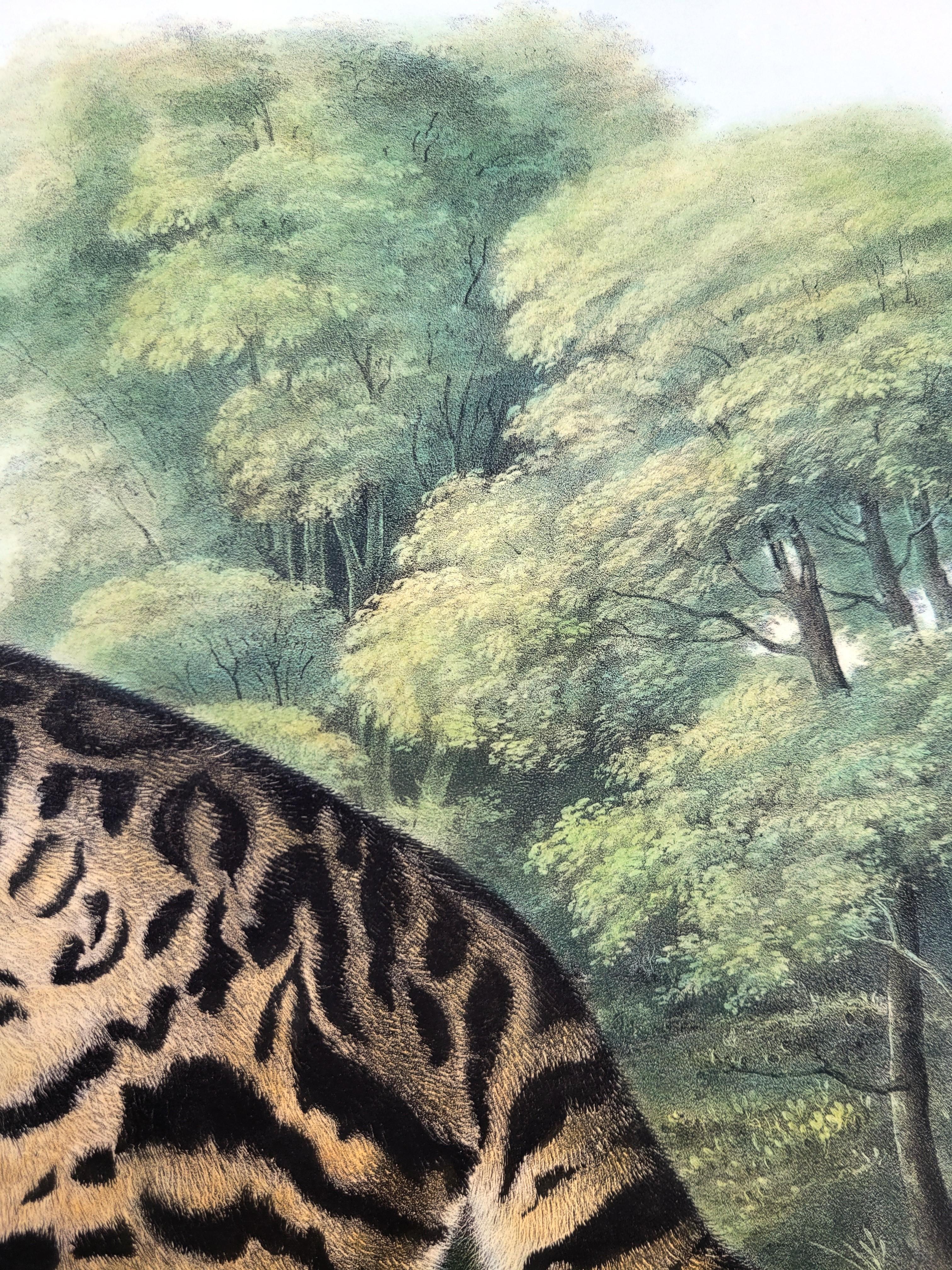 Ocelot, or Leopard-Cat /// John James Audubon Quadruped Big Wild Cat Animal Art en vente 15