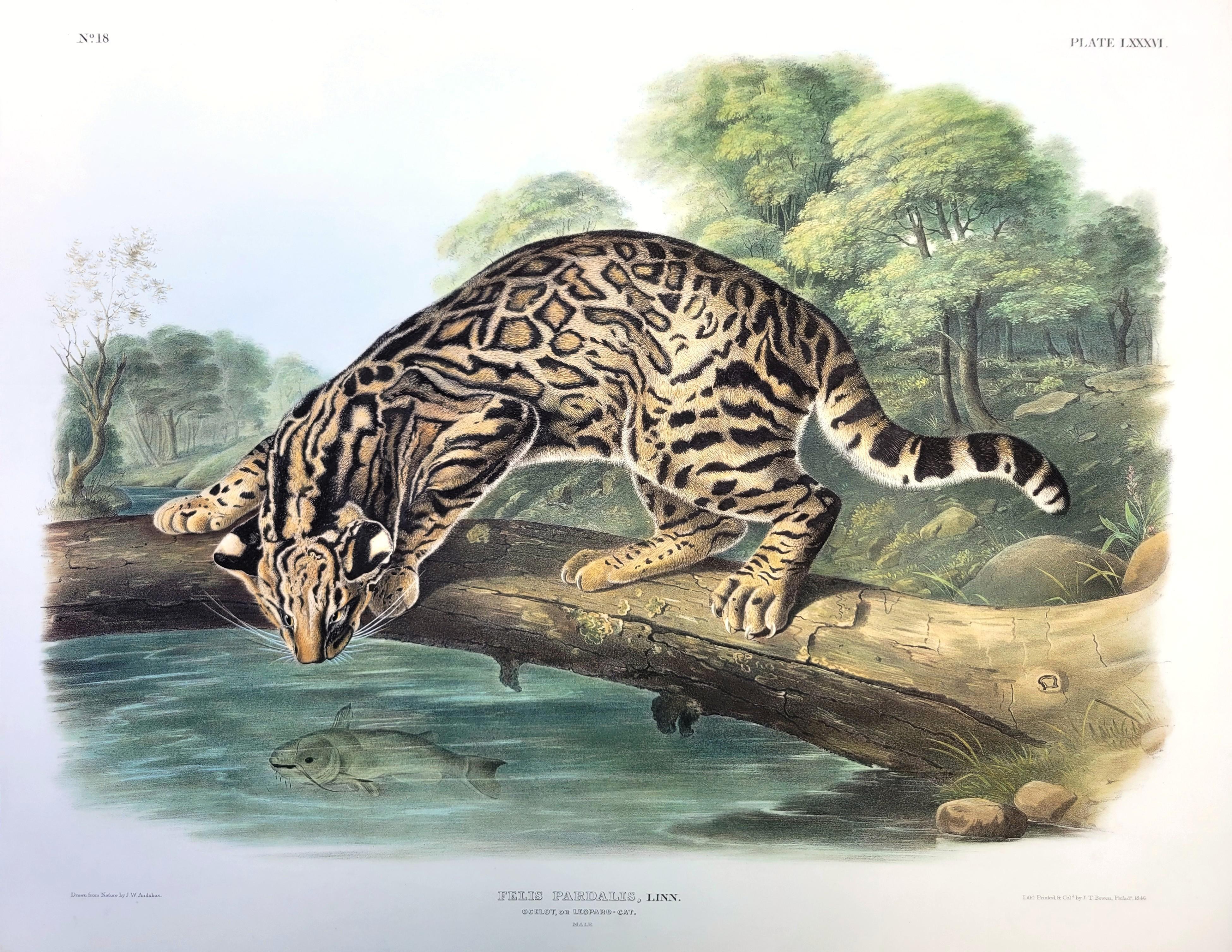 Ocelot, or Leopard-Cat /// John James Audubon Quadruped Big Wild Cat Animal Art en vente 1