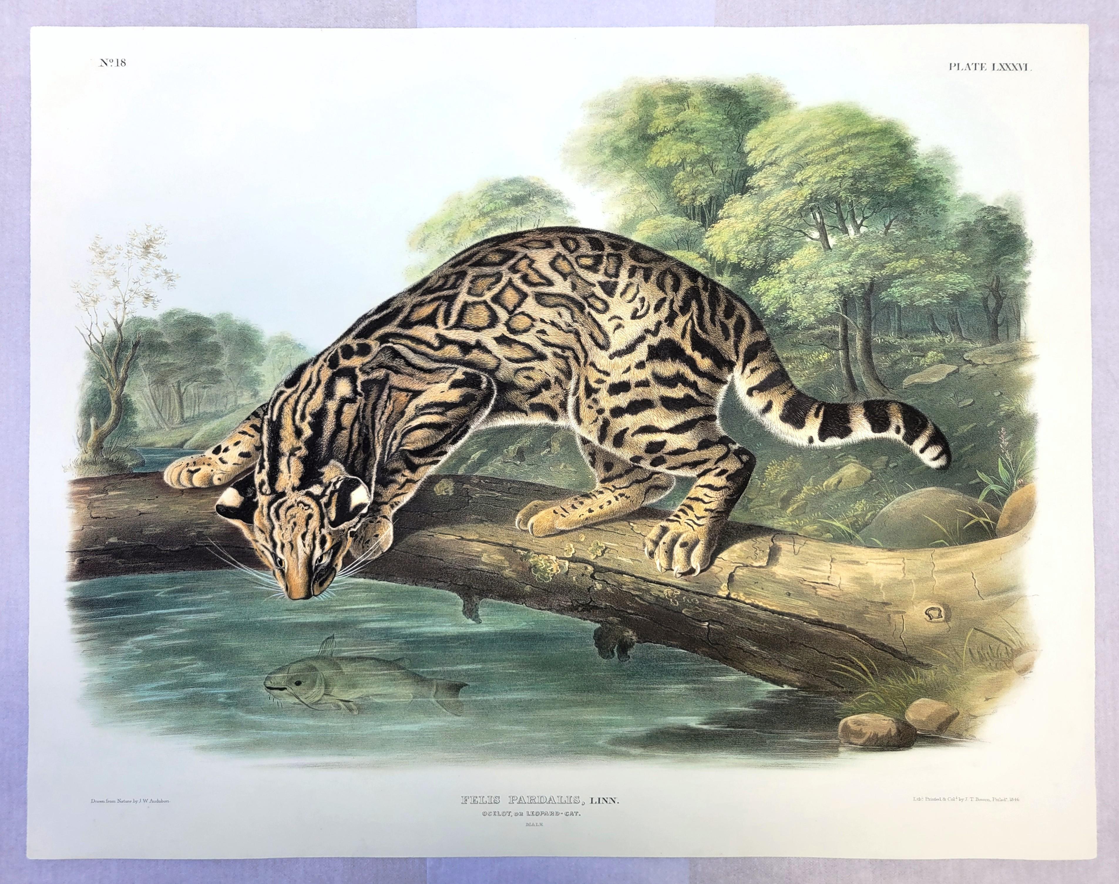 Ocelot, or Leopard-Cat /// John James Audubon Quadruped Big Wild Cat Animal Art en vente 2