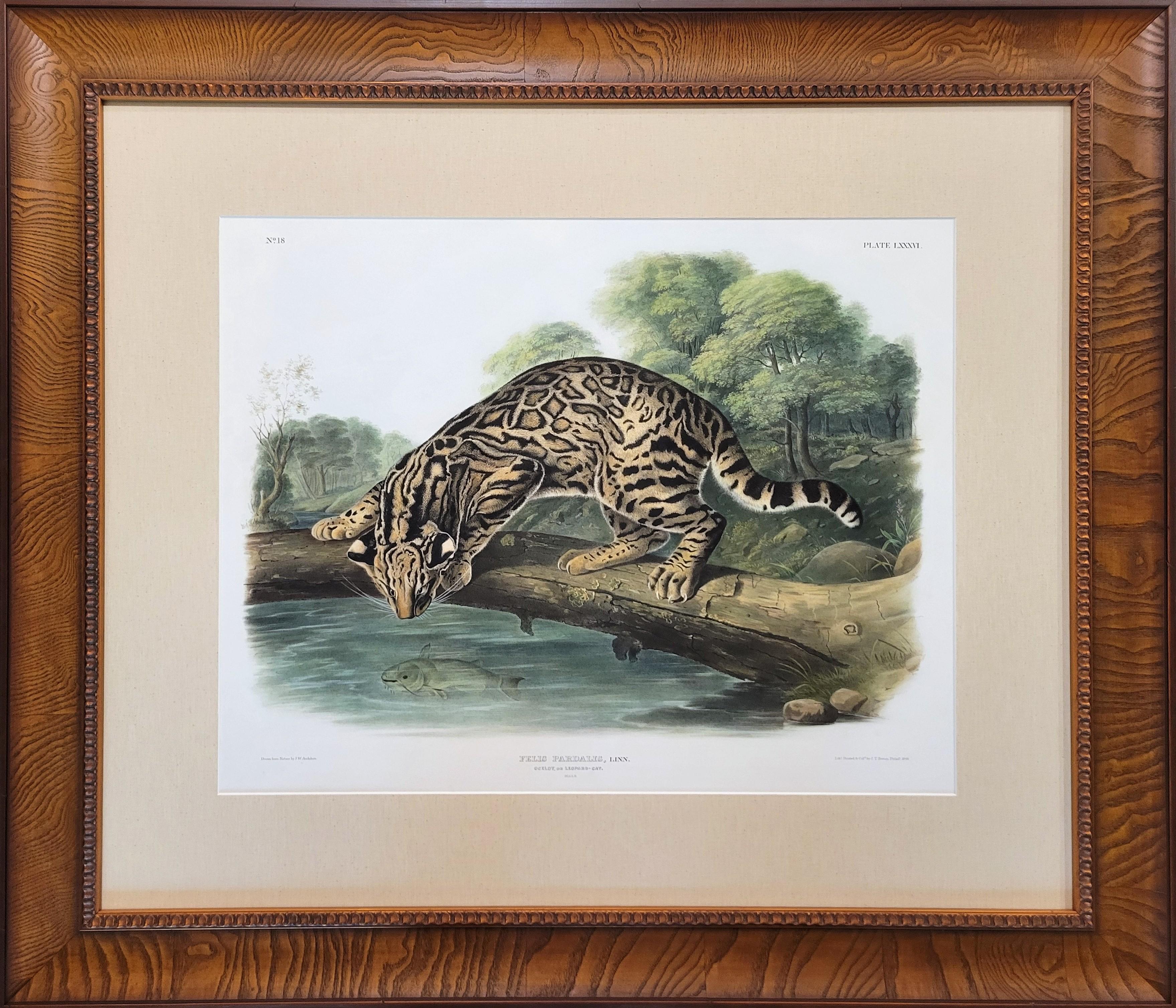 Ocelot, or Leopard-Cat /// John James Audubon Quadruped Big Wild Cat Animal Art en vente 3