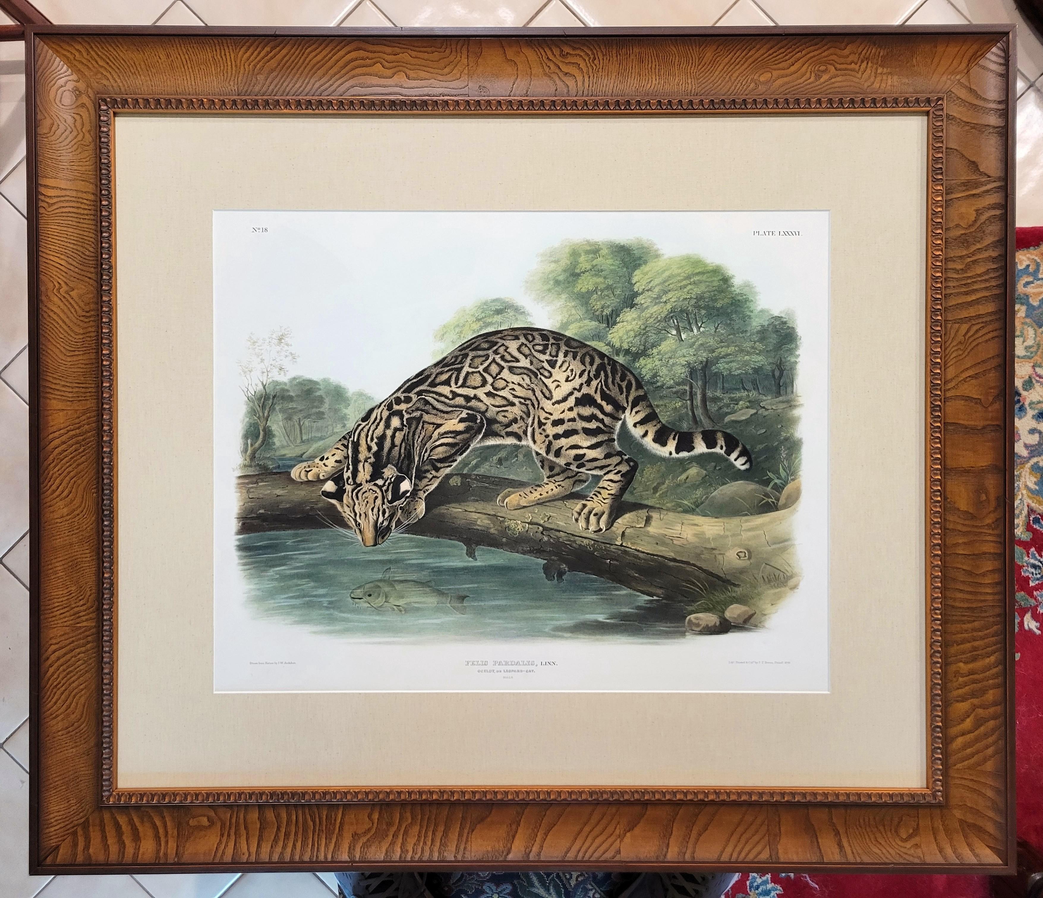Ocelot, or Leopard-Cat /// John James Audubon Quadruped Big Wild Cat Animal Art en vente 4