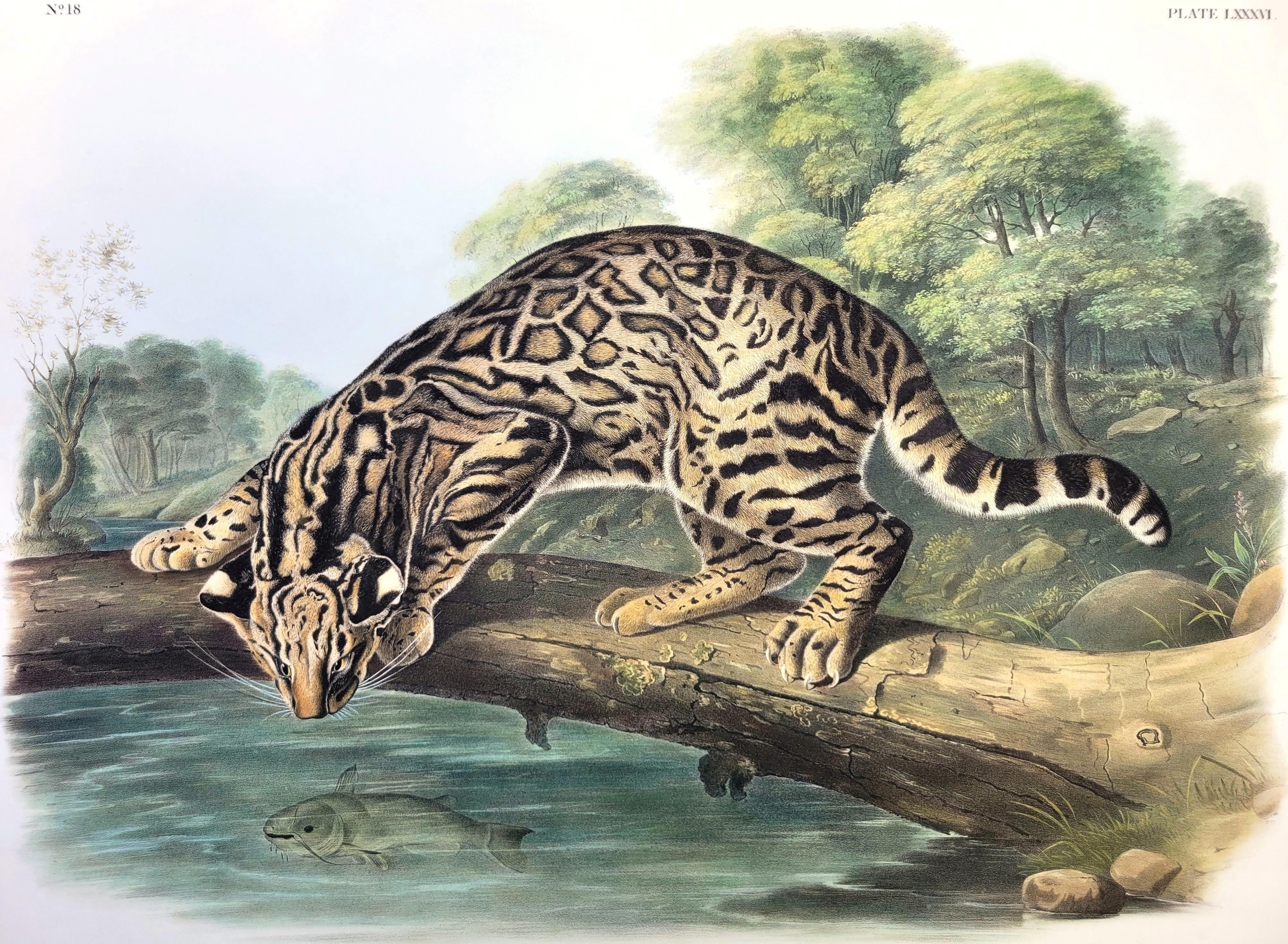 Artist: John James Audubon (American, 1785-1851)
Title: "Ocelot, or Leopard-Cat" (Plate 86, No. 18)
Portfolio: The Viviparous Quadrupeds of North America, Imperial Bowen Edition
Year: 1845-1848
Medium: Original Hand-Colored Lithograph on Elephant