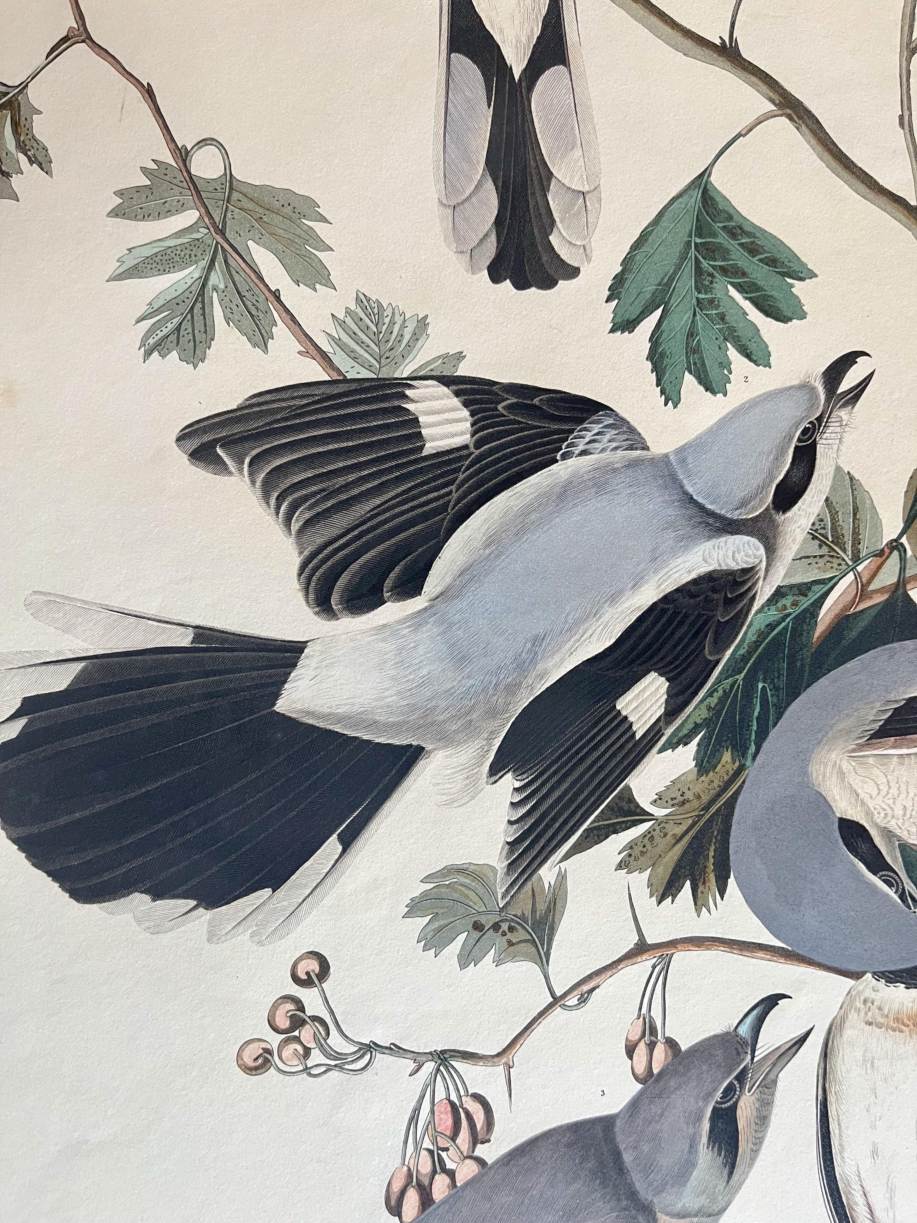 Original Audubon Butcher Bird, 1836 edition. Bright colour from Birds of America - Print by John James Audubon