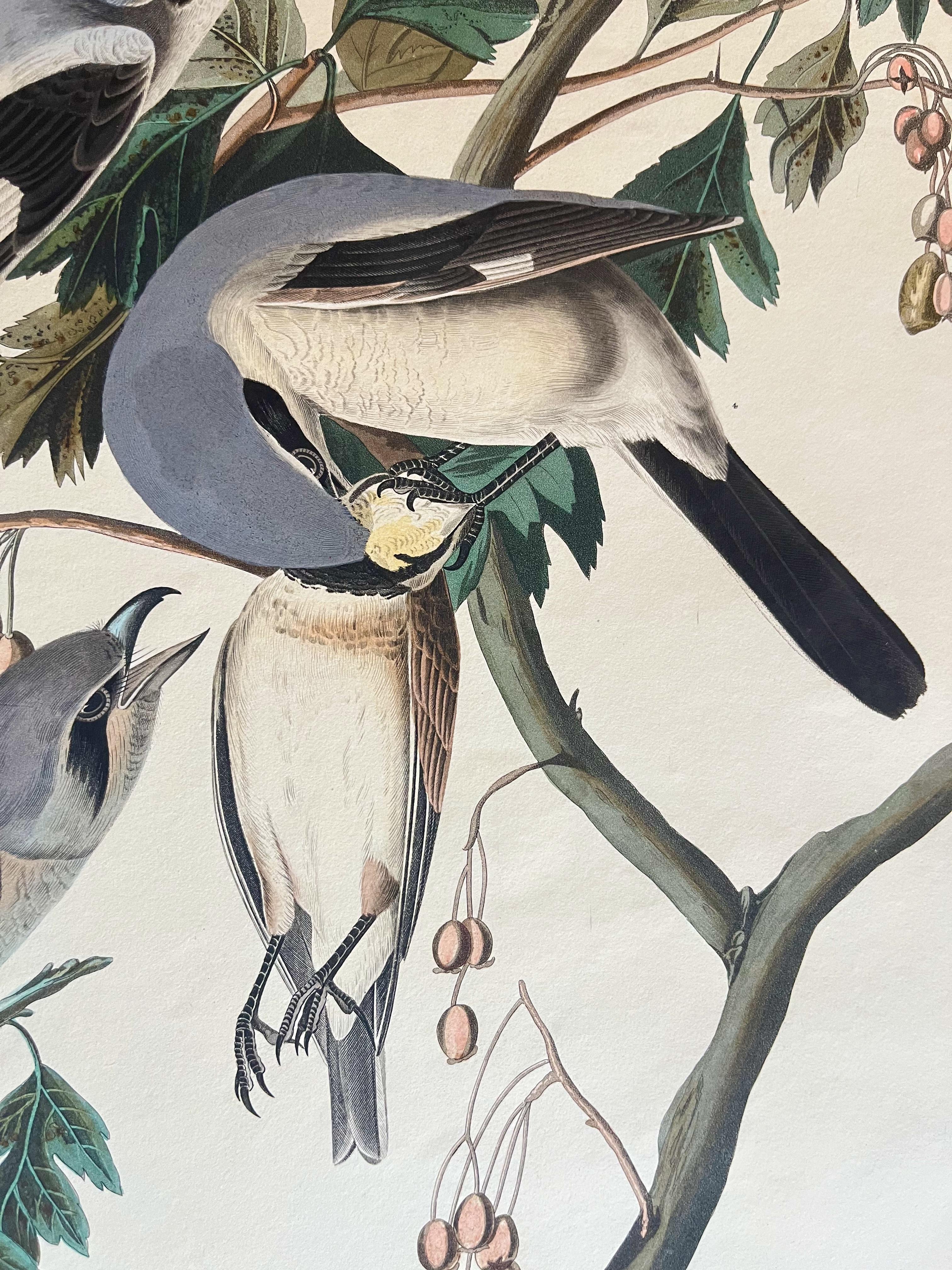 Original Audubon Butcher Bird, 1836 edition. Bright colour from Birds of America - Naturalistic Print by John James Audubon