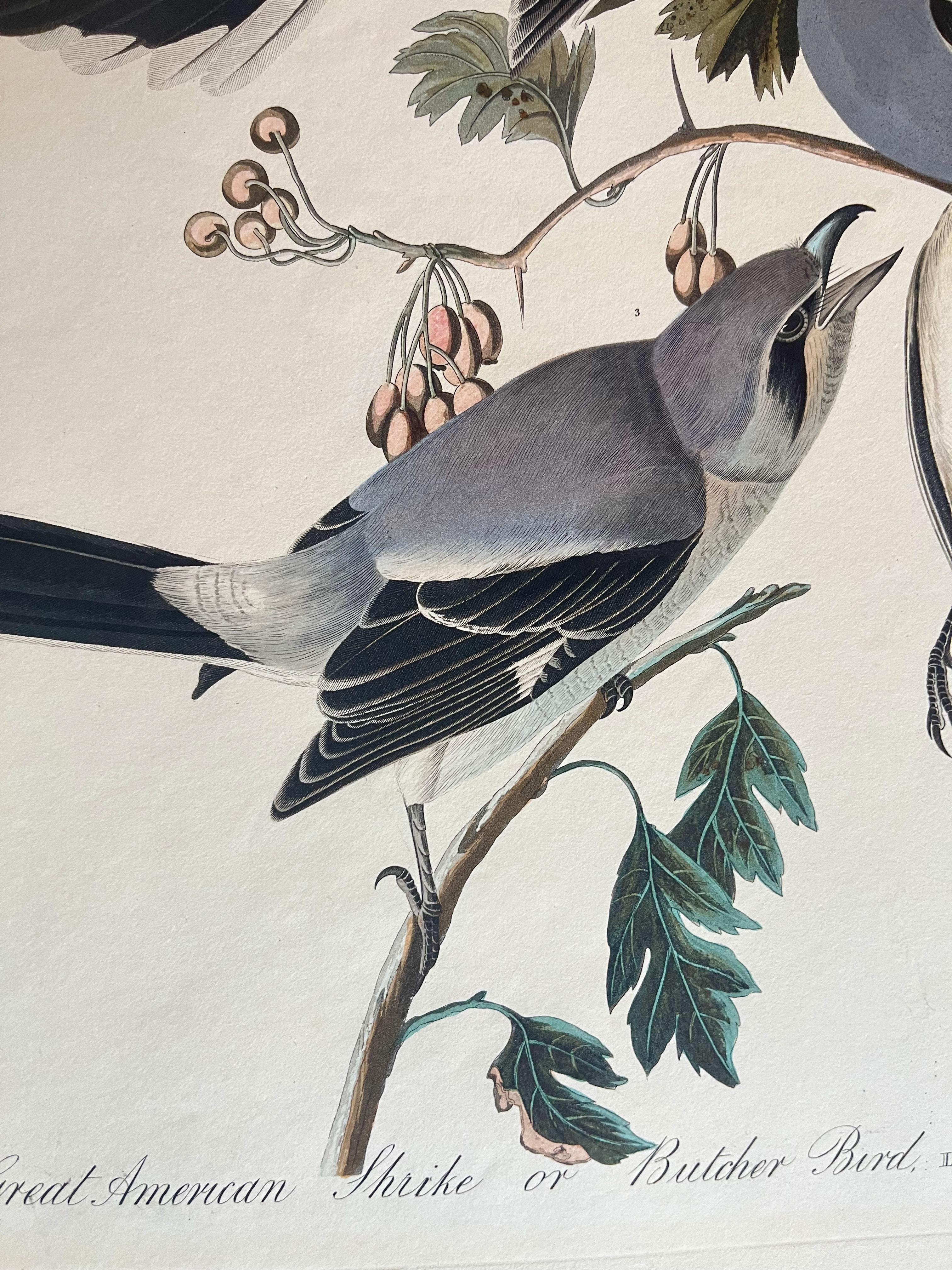 Original Audubon Butcher Bird, 1836 edition. Bright colour from Birds of America - Gray Animal Print by John James Audubon