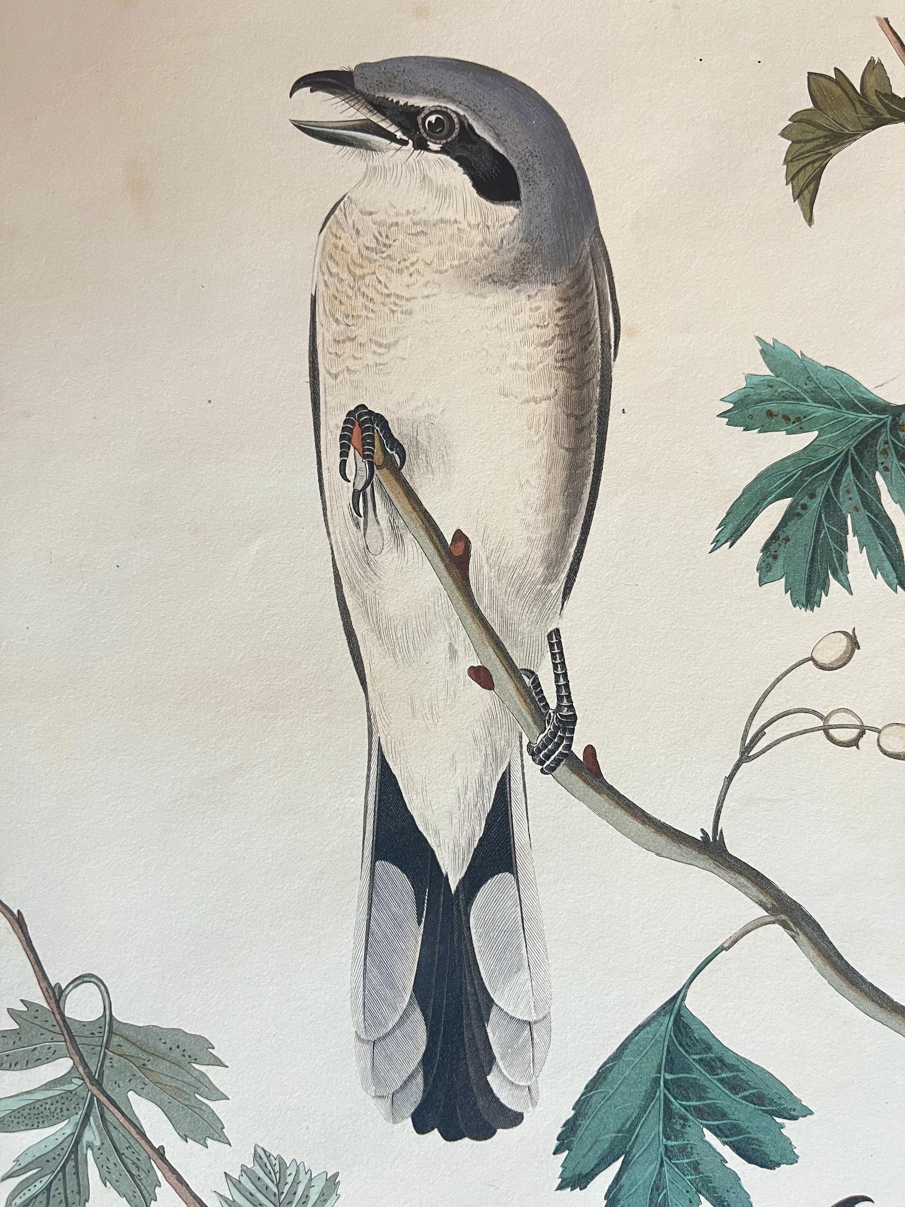 The oeuvre belongs to the series The Birds of America, published between 1822 and 1837. It was designed by John James Audubon and engraved, printed, and coloured by R. Havell in 1834.

The suite, consisting of 435 plates, represents a monumental
