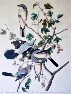 Original Audubon Butcher Bird, 1836 edition. Bright colour from Birds of America