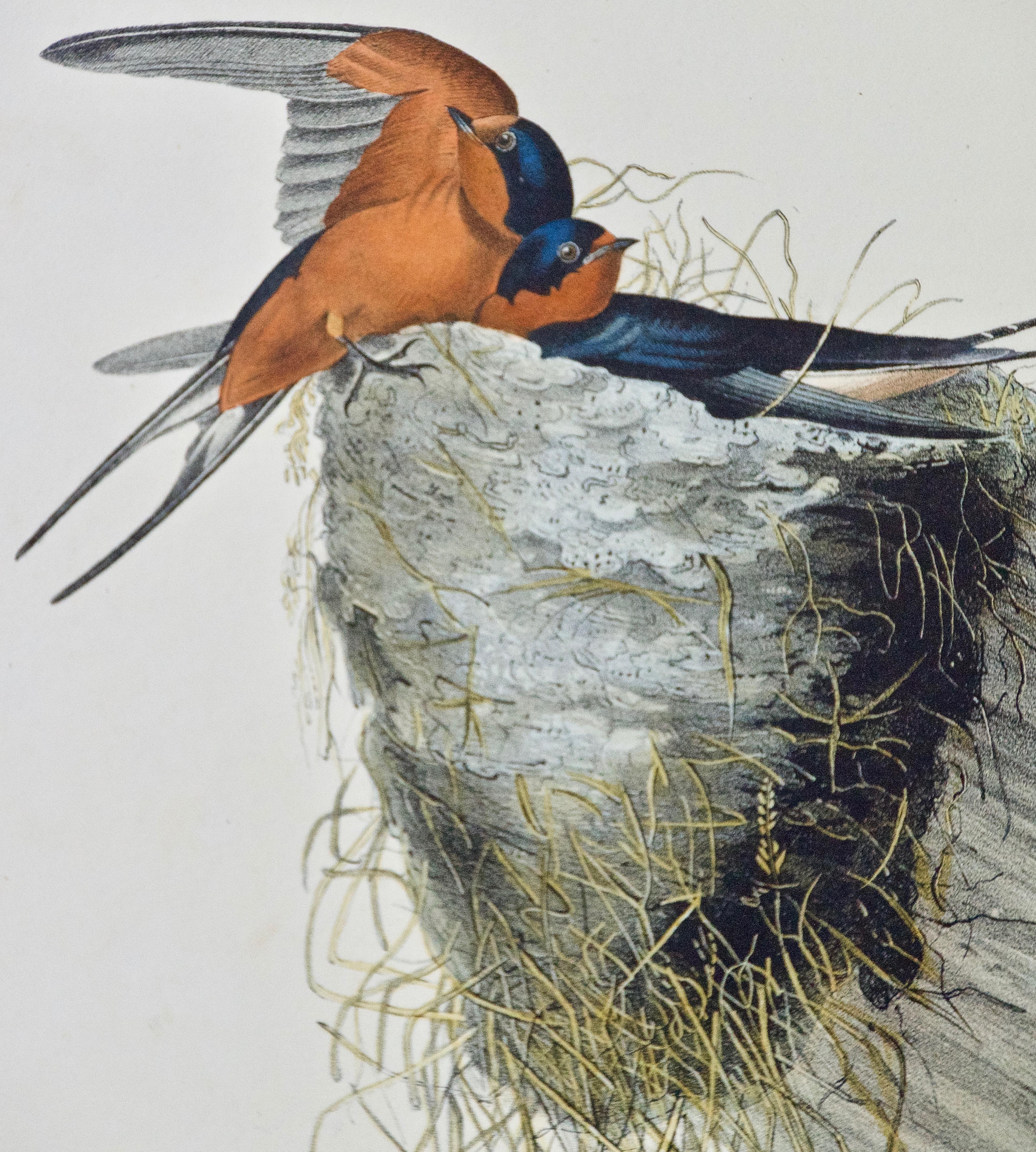 Original Audubon Hand Colored Bird Lithograph of 