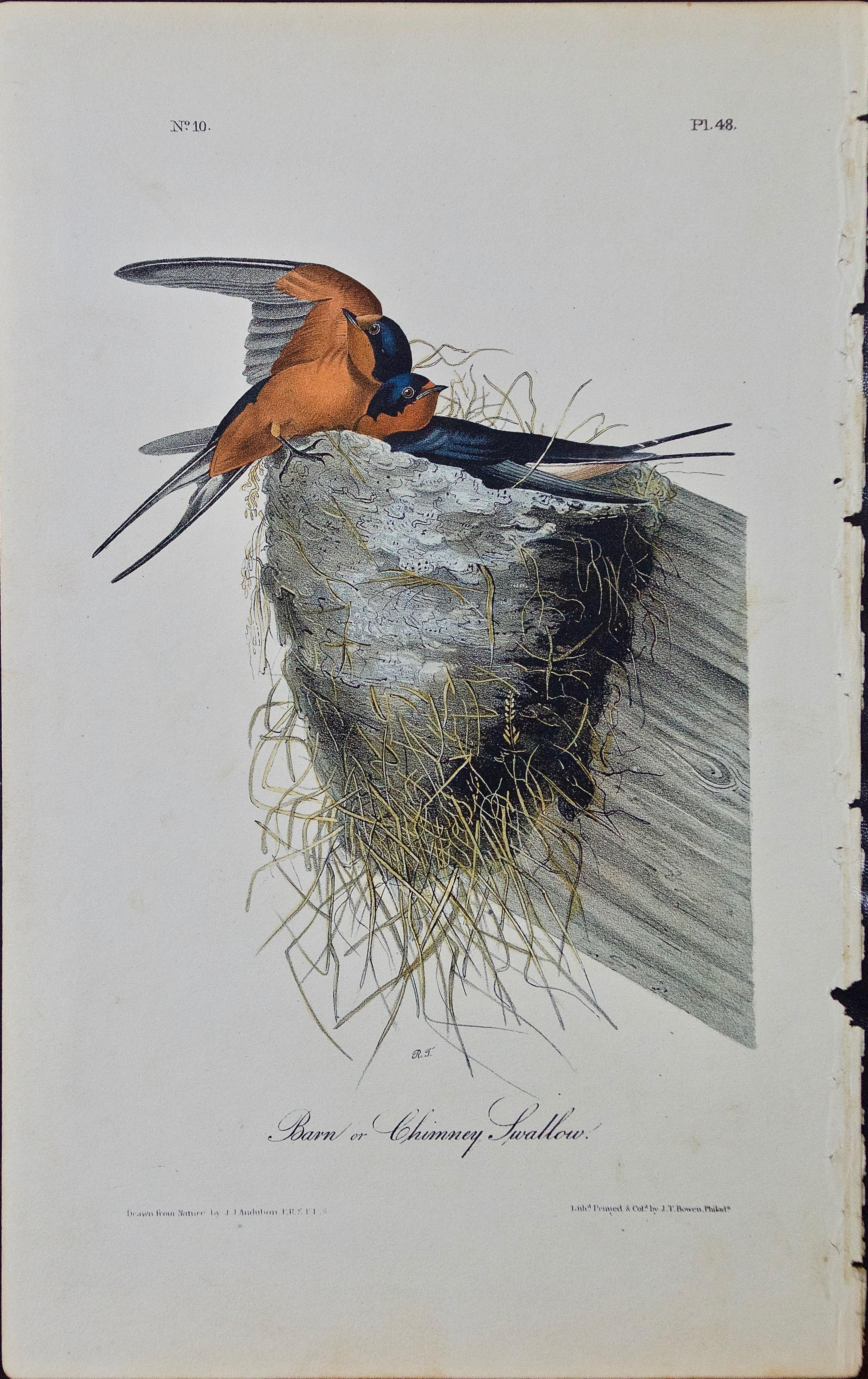 John James Audubon Animal Print - Original Audubon Hand Colored Bird Lithograph of "Barn or Chimney Swallow" 