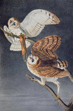 An Original Audubon Hand-colored Bird Lithograph of Barn Owls