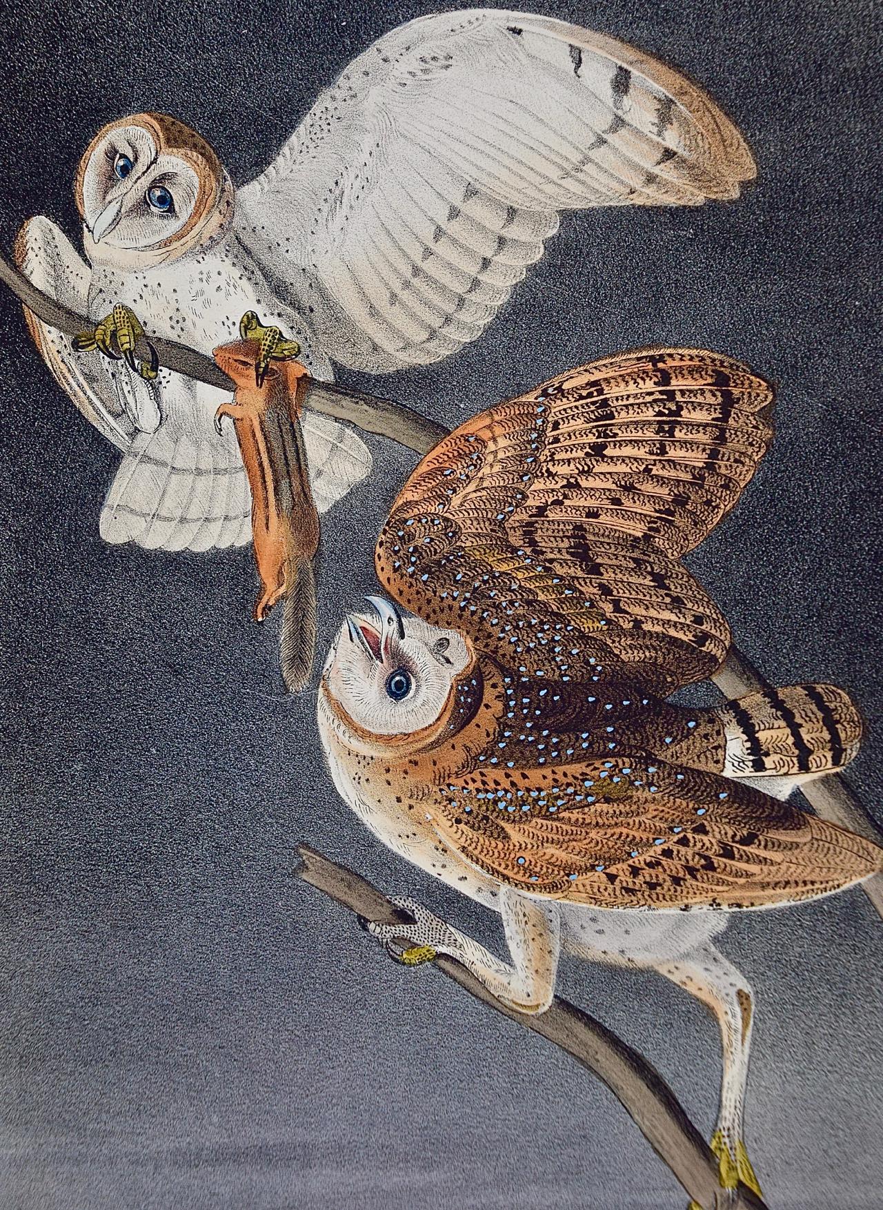 audubon barn owl