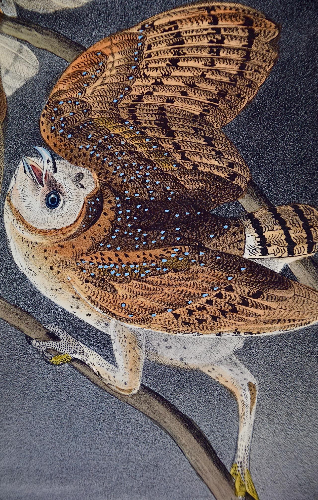 john james audubon art style