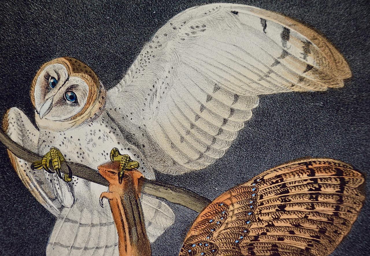owl lithograph