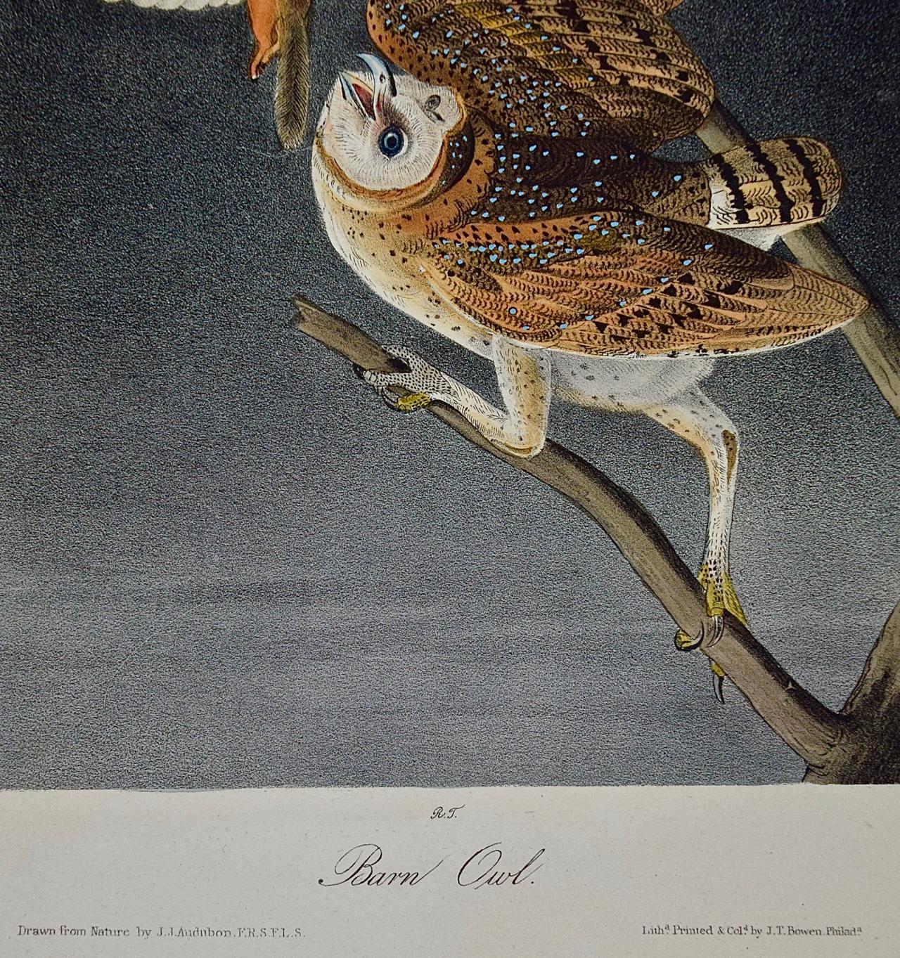 An Original Audubon Hand-colored Bird Lithograph of Barn Owls - Naturalistic Print by John James Audubon