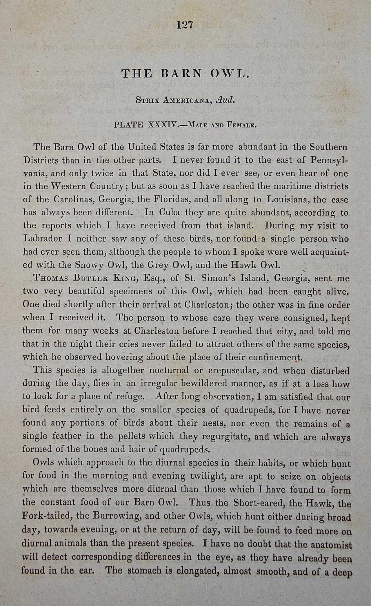 An Original Audubon Hand-colored Bird Lithograph of Barn Owls - Gray Animal Print by John James Audubon