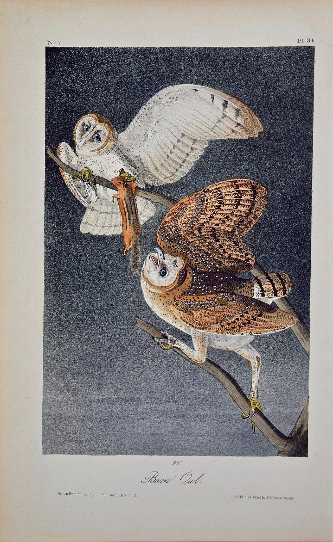 John James Audubon Animal Print - An Original Audubon Hand-colored Bird Lithograph of Barn Owls