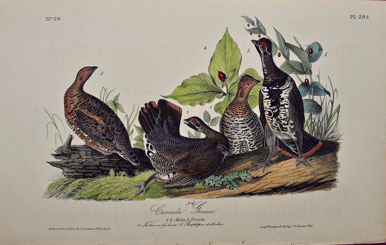 John James Audubon Animal Print - "Canada Grouse": An Original Audubon 19th C. Hand-colored Bird Lithograph