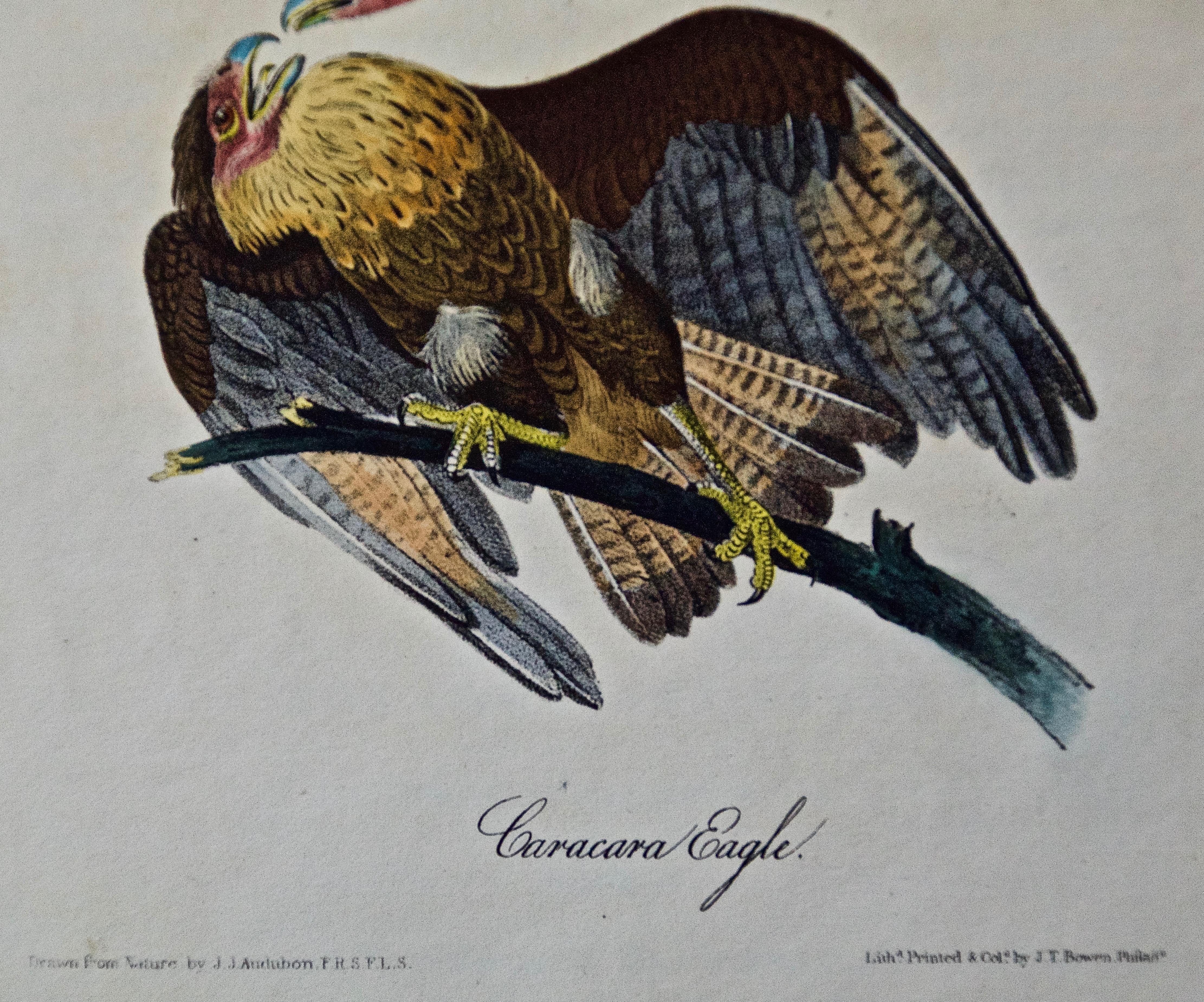 audubon's caracara