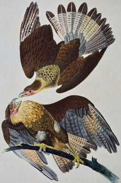 "Caracara Eagle": an Original 1st Edition Hand Colored Audubon Bird Lithograph