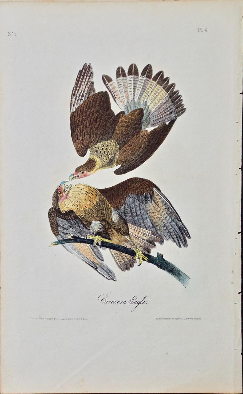 John James Audubon Animal Print - "Caracara Eagle": an Original 1st Edition Hand Colored Audubon Bird Lithograph