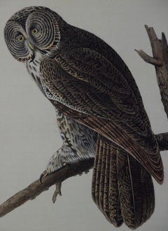 Original Audubon Hand Colored Bird Lithograph of "Great Cinereous Owl"
