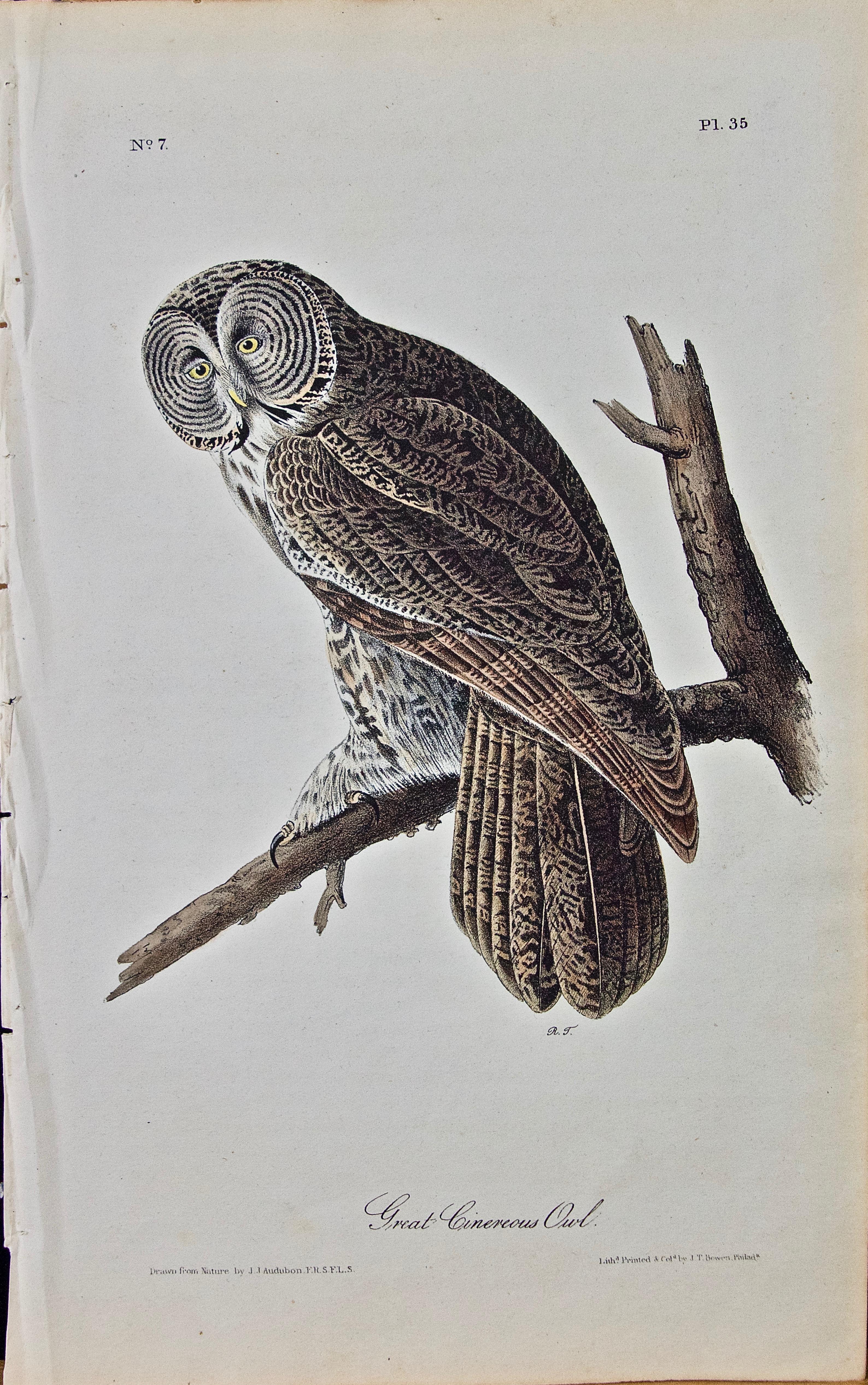 John James Audubon Animal Print - Original Audubon Hand Colored Bird Lithograph of "Great Cinereous Owl" 