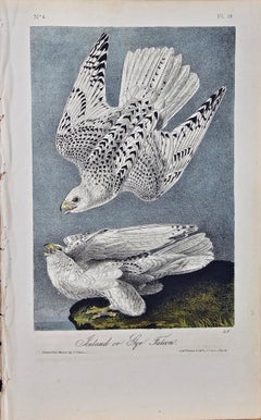 Original Audubon Hand Colored Bird Lithograph of "Iceland or Gyr Falcon"