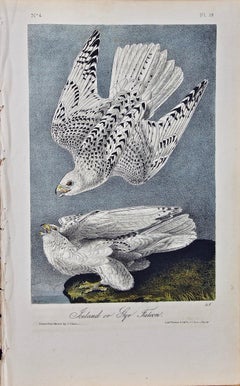 Original Audubon Hand Colored Bird Lithograph of "Iceland or Gyr Falcon" 