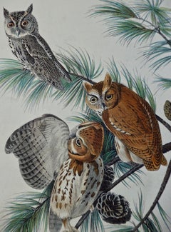 Original Audubon Hand Colored Bird Lithograph of "Little Screech Owl"