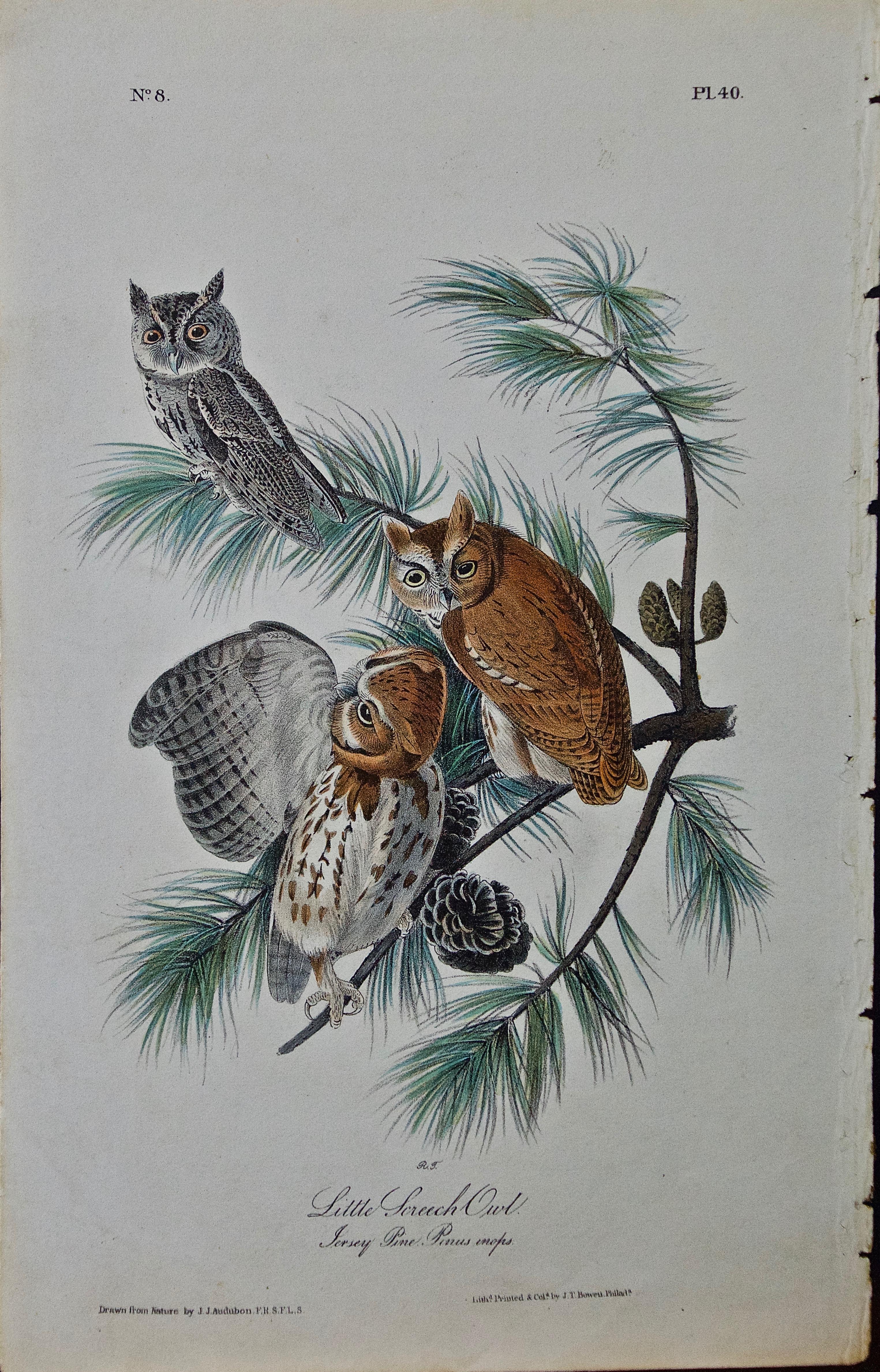 John James Audubon Animal Print - Original Audubon Hand Colored Bird Lithograph of "Little Screech Owl" 
