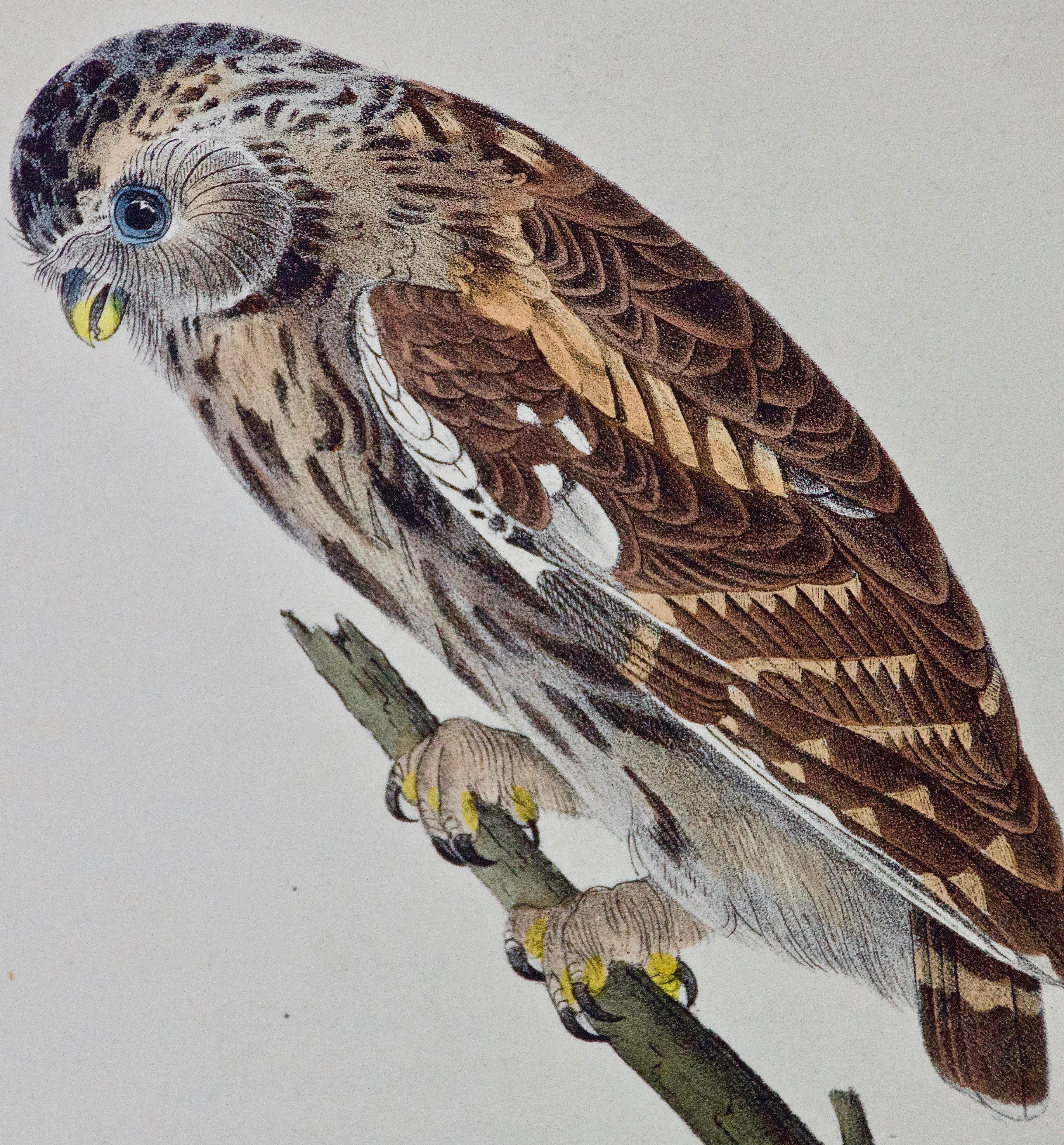 Original Audubon Hand Colored Bird Lithograph of 