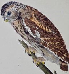 Original Audubon Hand Colored Bird Lithograph of "Passerine Day-Owl"