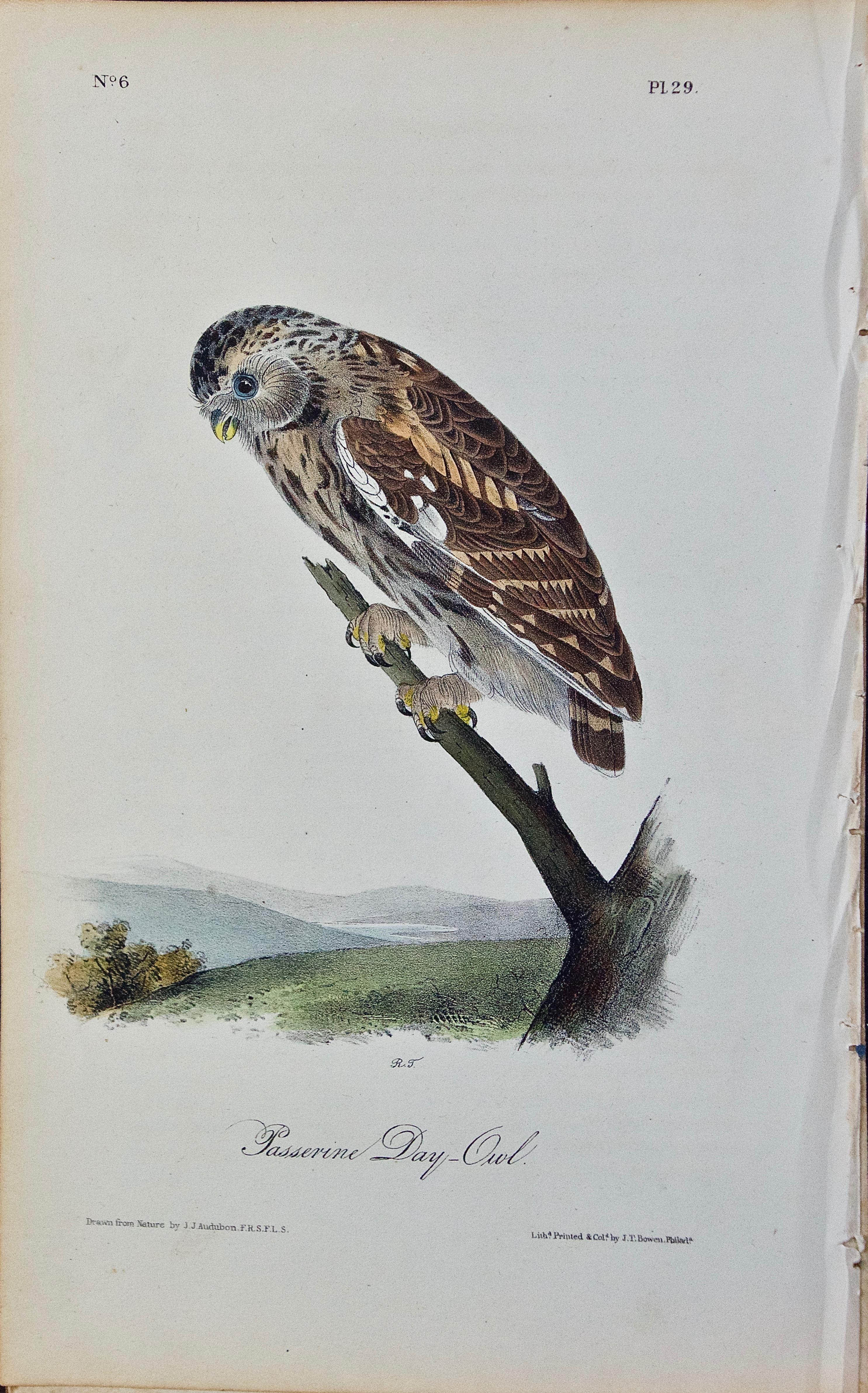 John James Audubon Animal Print - Original Audubon Hand Colored Bird Lithograph of "Passerine Day-Owl" 