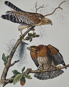 Original Audubon Hand Colored Bird Lithograph of "Red-shouldered Buzzard" (Hawk)
