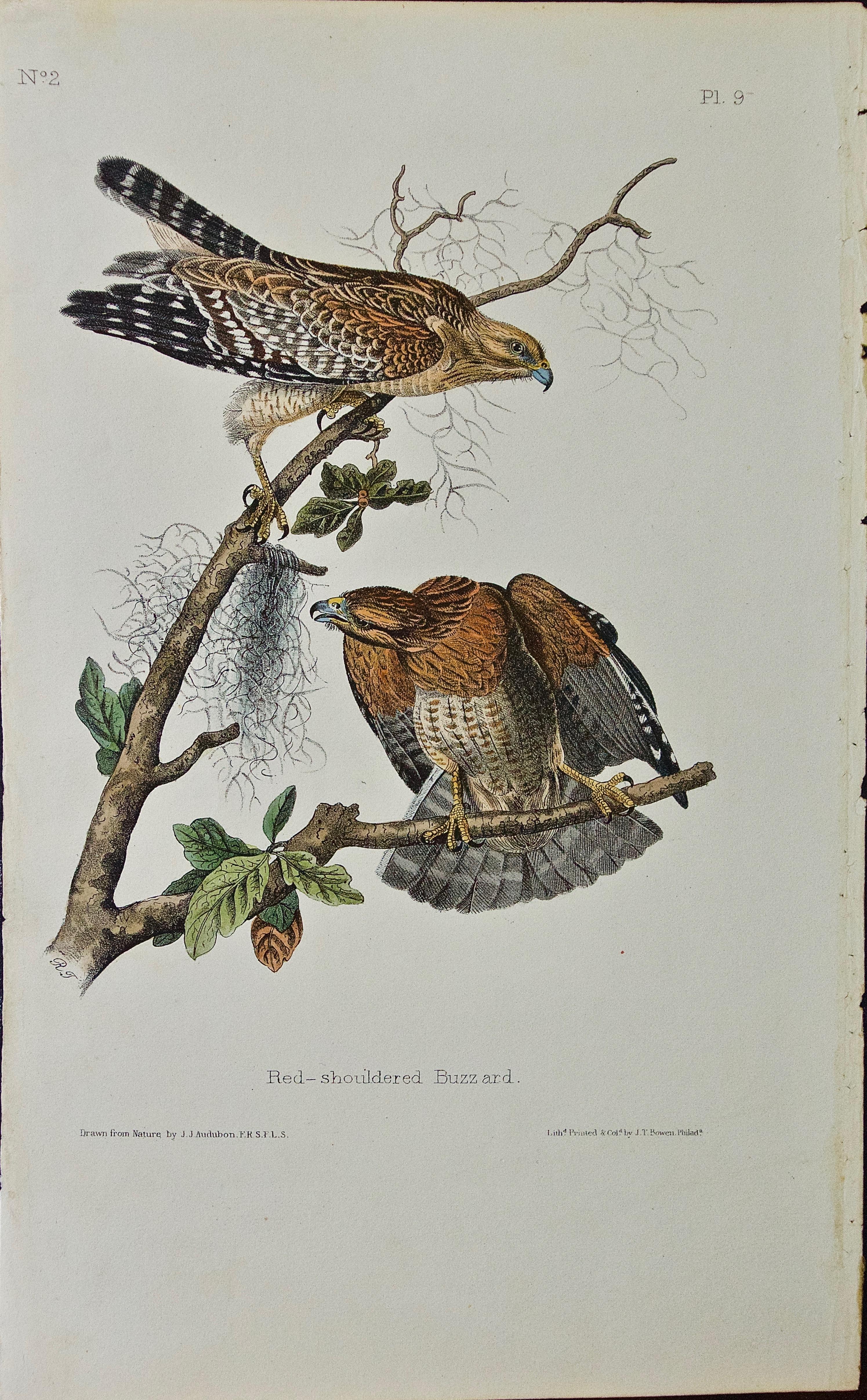 John James Audubon Animal Print - Original Audubon Hand Colored Bird Lithograph of "Red-shouldered Buzzard" (Hawk)