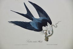 Original Audubon Hand Colored Bird Lithograph of "Swallow-tailed Hawk"