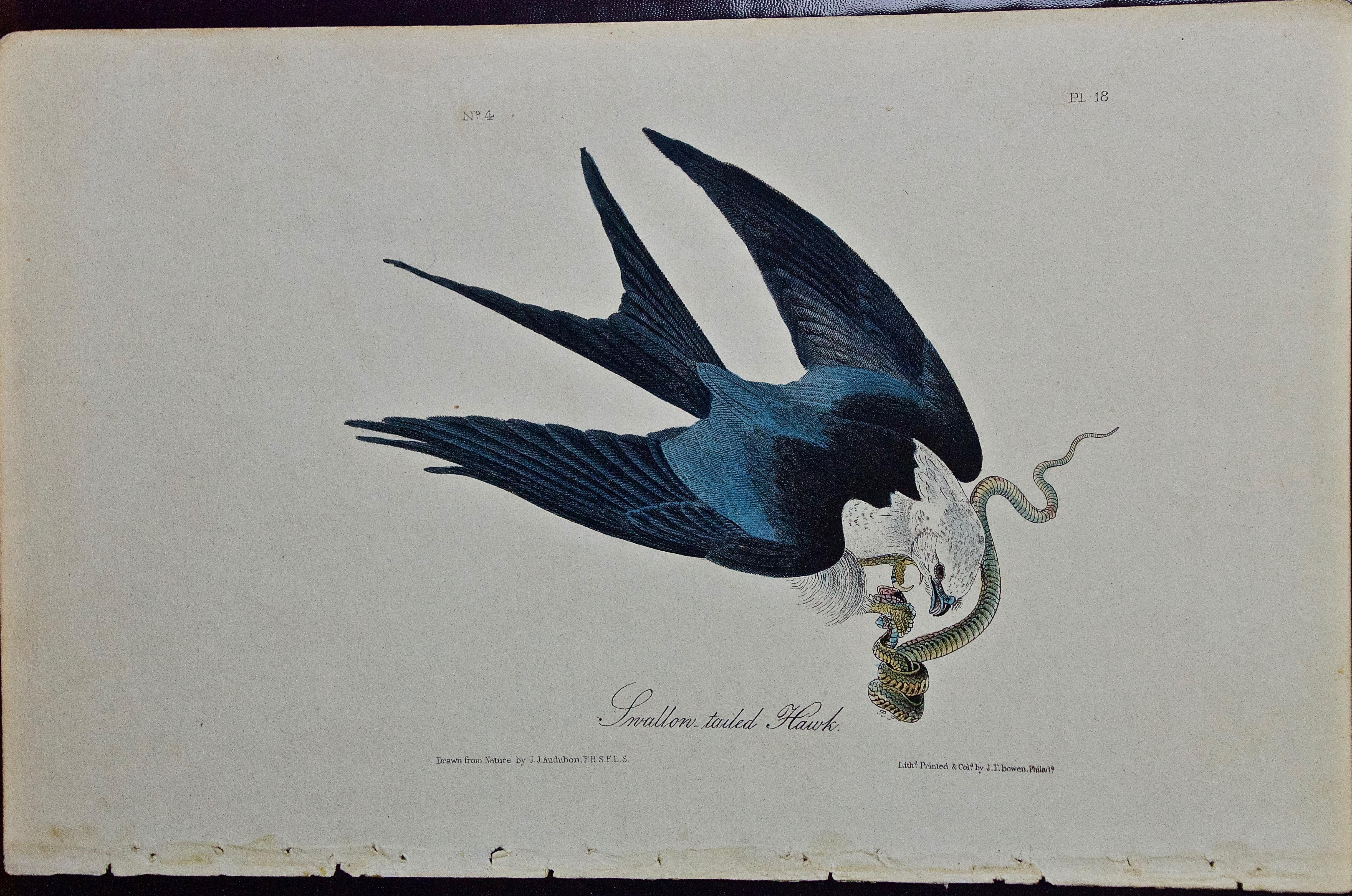 John James Audubon Animal Print - Original Audubon Hand Colored Bird Lithograph of "Swallow-tailed Hawk" 