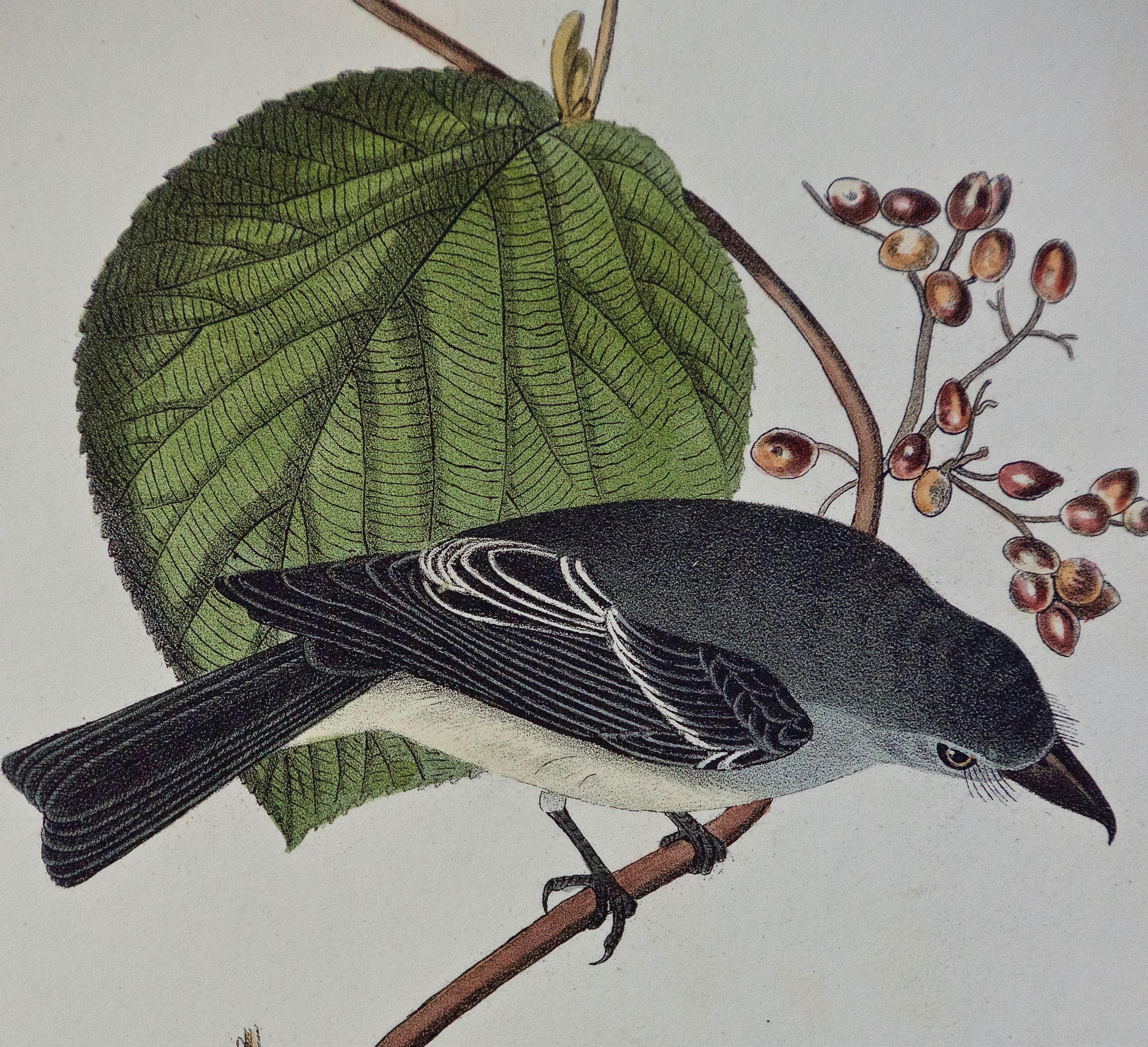 Original Audubon Hand Colored Bird Lithograph 