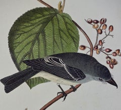 Original Audubon Hand Colored Bird Lithograph "Short-legged Pewit Flycatcher"