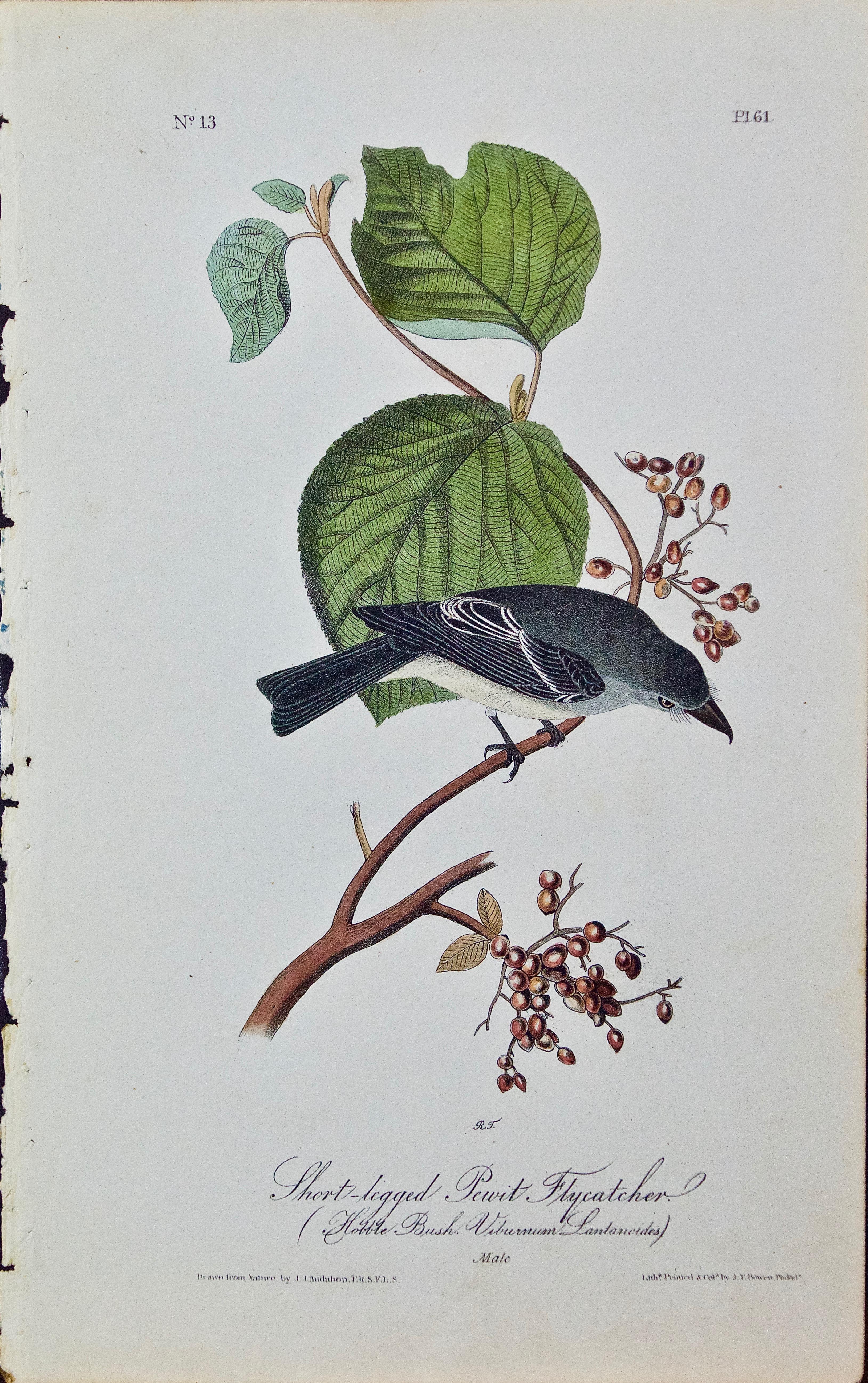 John James Audubon Animal Print - Original Audubon Hand Colored Bird Lithograph "Short-legged Pewit Flycatcher" 