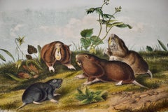 Ratto del Canada: Una litografia originale del XIX secolo colorata a mano da Audubon