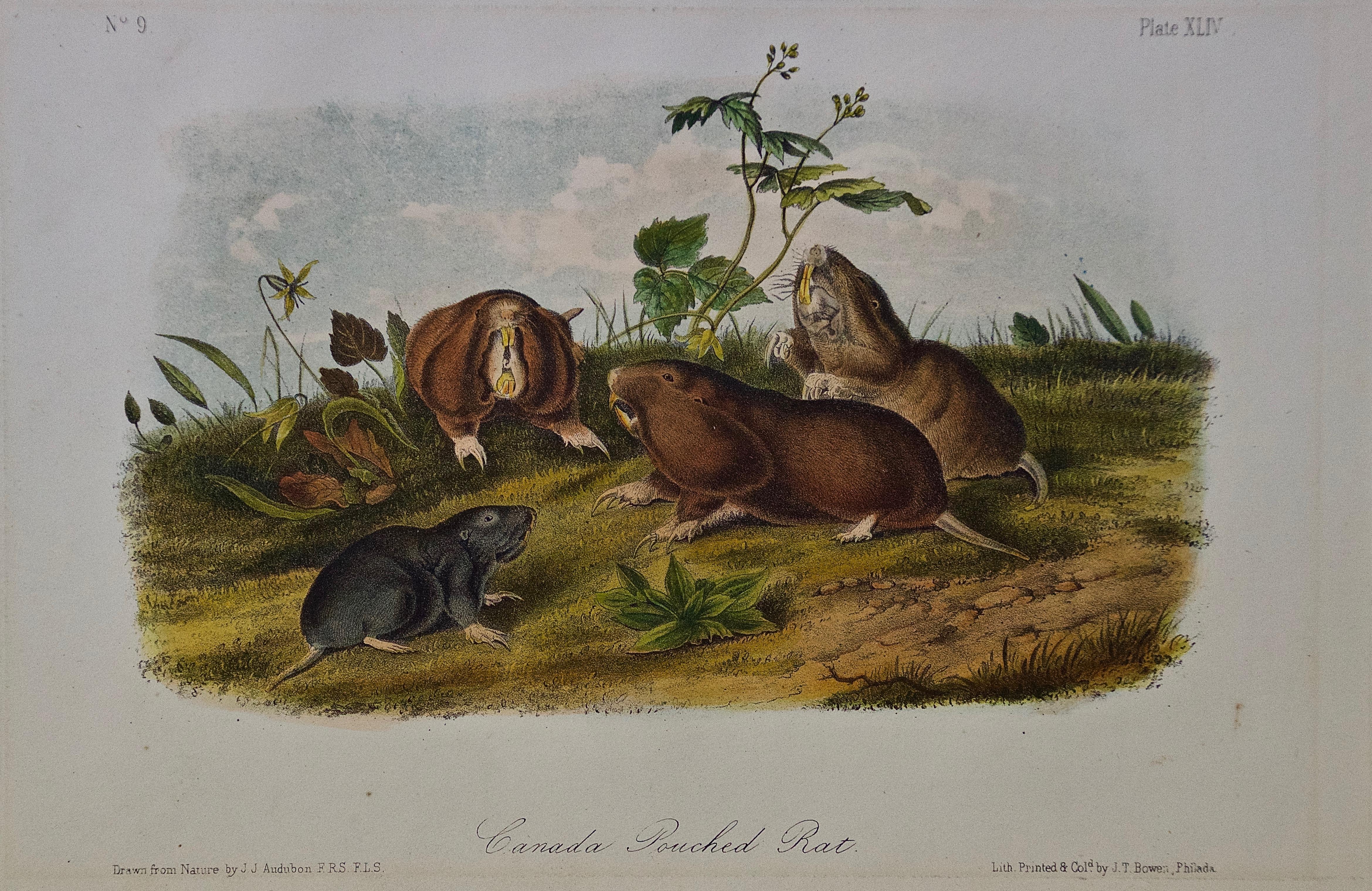 Original Audubon Hand Colored Lithograph of a "Canada Pouched Rat"