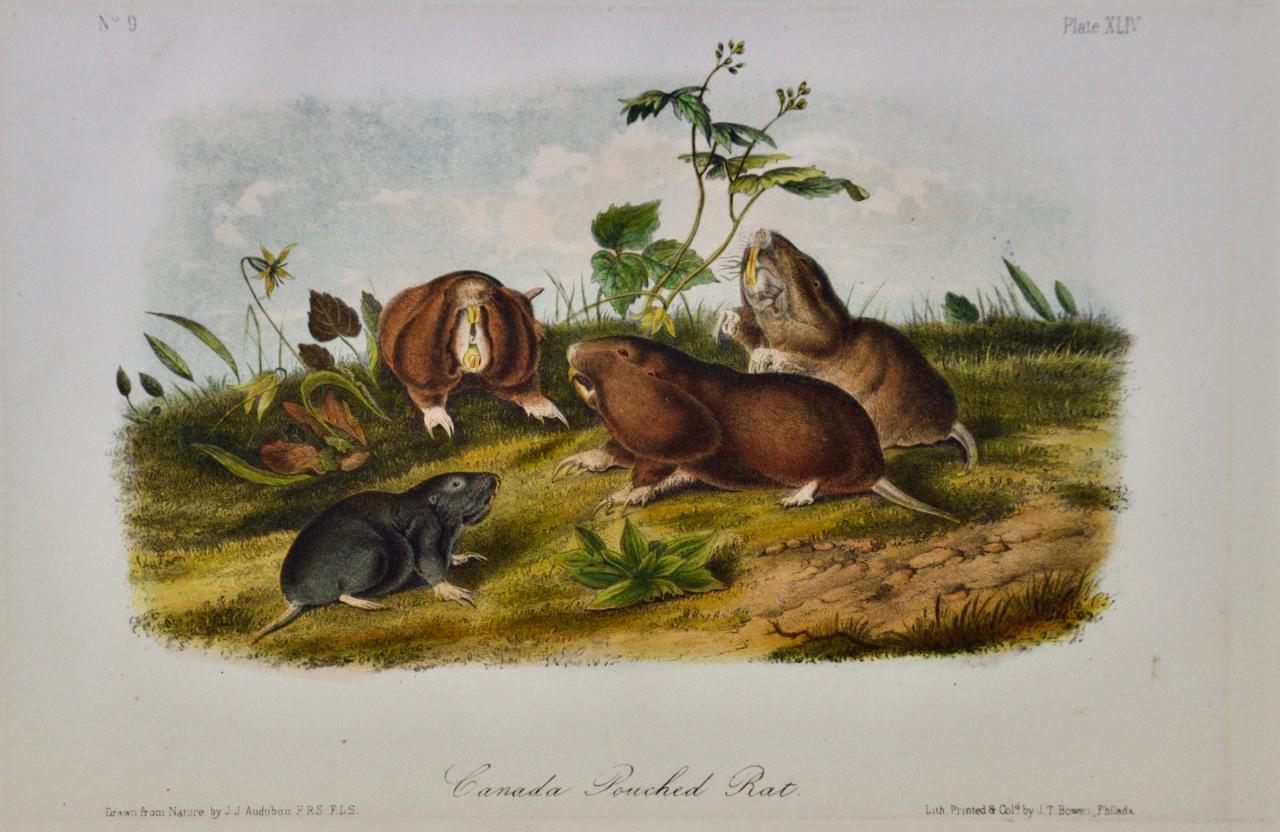 Canada Pouched Rat: Eine handkolorierte Original-Lithographie des 19. Jahrhunderts von Audubon, Kanada