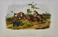 Canada Pouched Rat: An Original 19th Century Hand-colored Lithograph by Audubon