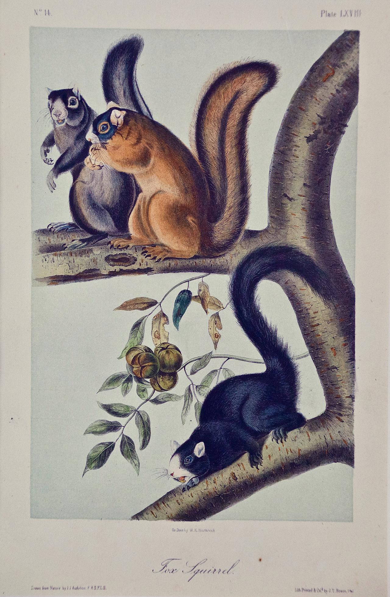 Fox Squirrel: An Original 19th Century Audubon Hand-colored Lithograph - Print by John James Audubon
