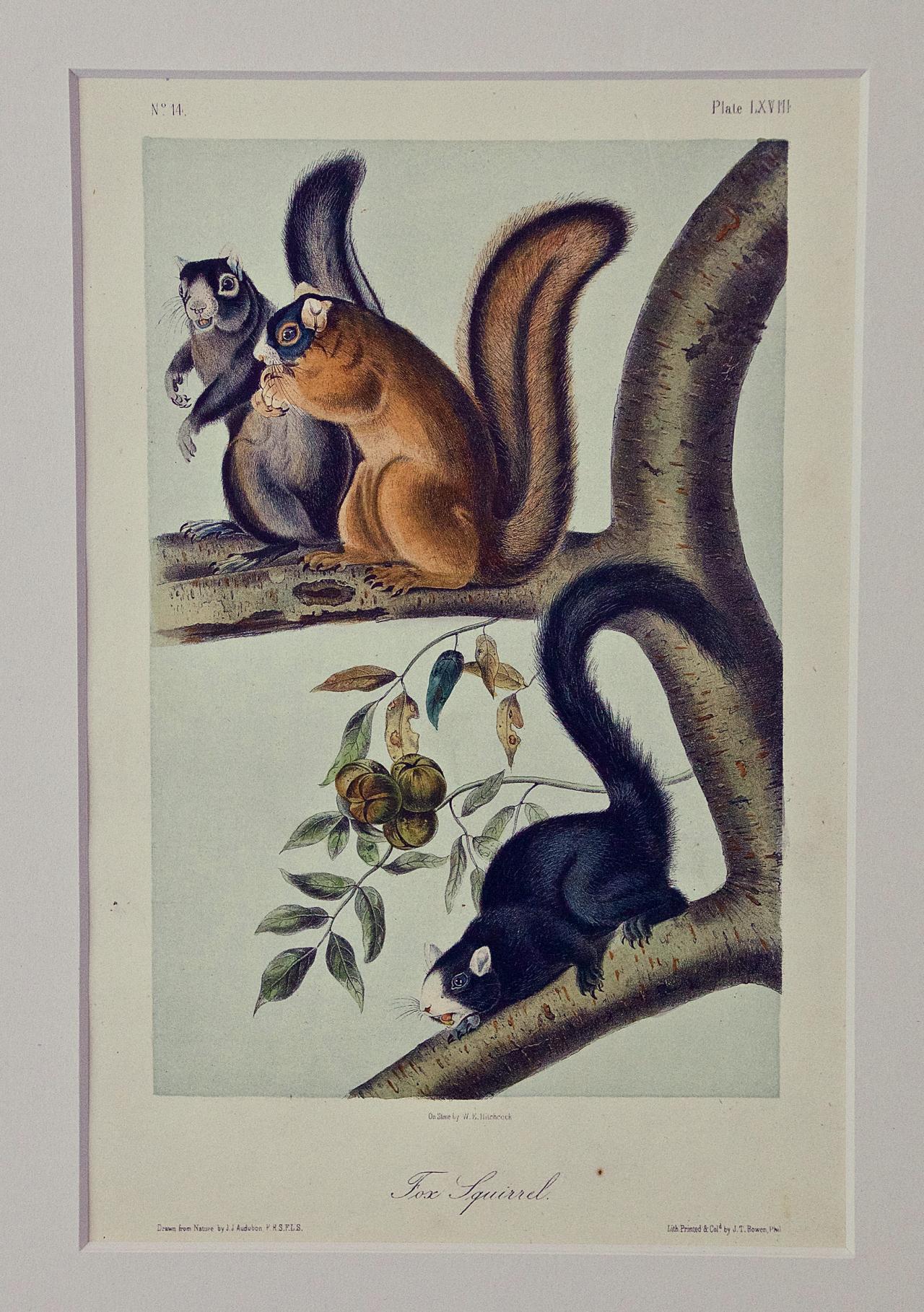 John James Audubon Landscape Print - Fox Squirrel: An Original 19th Century Audubon Hand-colored Lithograph