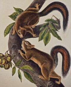 Original Audubon Hand Colored Lithograph of a "Hare Squirrel"