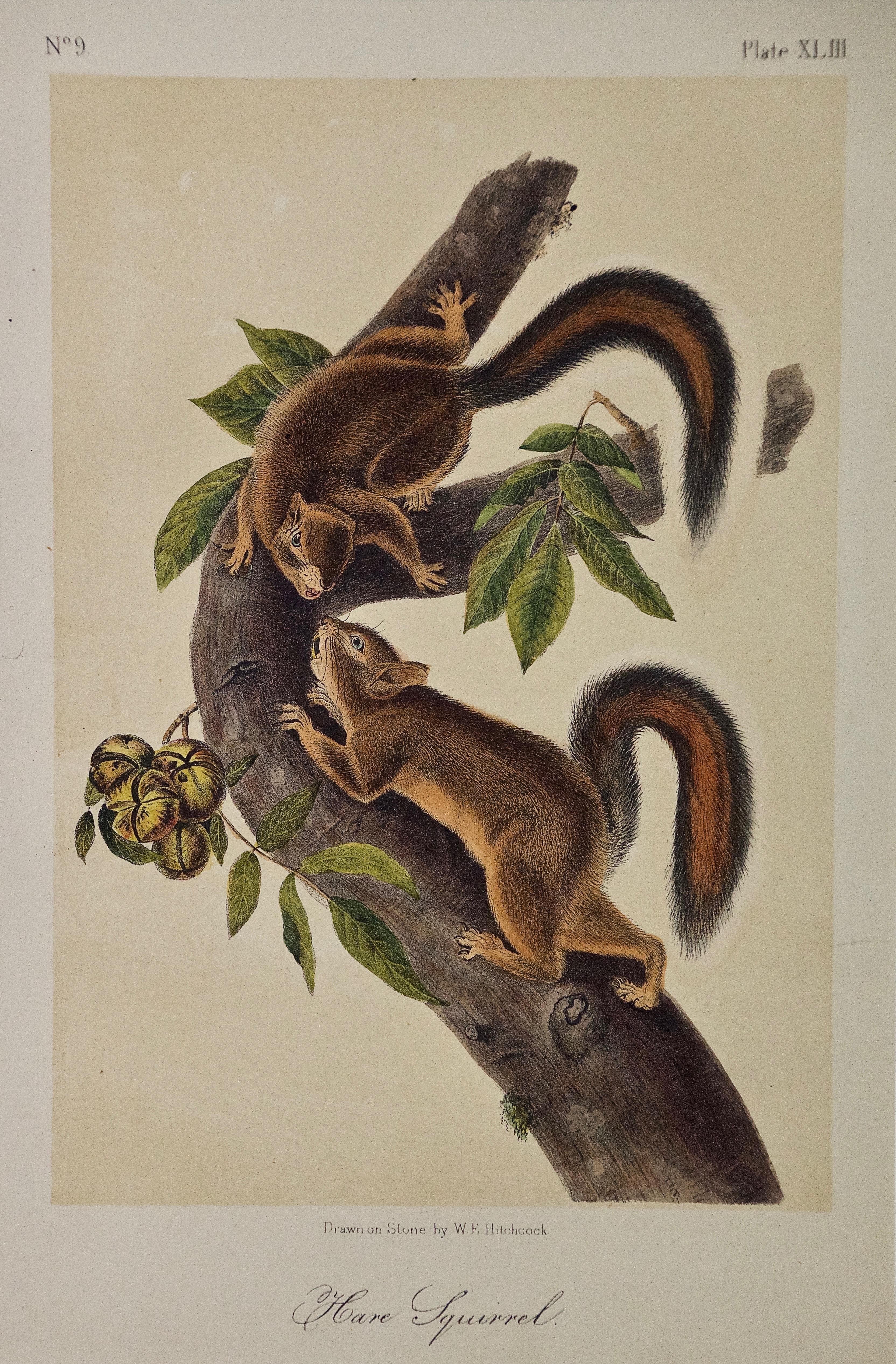 John James Audubon Animal Print - Original Audubon Hand Colored Lithograph of a "Hare Squirrel"