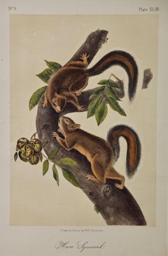 Original Audubon Hand Colored Lithograph of a "Hare Squirrel"